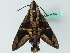  ( - BC ZSM Lep 44260)  @11 [ ] CreativeCommons - Attribution Non-Commercial Share-Alike (2011) Axel Hausmann/Bavarian State Collection of Zoology (ZSM) SNSB, Zoologische Staatssammlung Muenchen