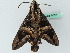  ( - BC ZSM Lep 44261)  @13 [ ] CreativeCommons - Attribution Non-Commercial Share-Alike (2011) Axel Hausmann/Bavarian State Collection of Zoology (ZSM) SNSB, Zoologische Staatssammlung Muenchen