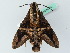  ( - BC ZSM Lep 44262)  @11 [ ] CreativeCommons - Attribution Non-Commercial Share-Alike (2011) Axel Hausmann/Bavarian State Collection of Zoology (ZSM) SNSB, Zoologische Staatssammlung Muenchen