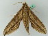  ( - BC ZSM Lep 44284)  @13 [ ] CreativeCommons - Attribution Non-Commercial Share-Alike (2011) Axel Hausmann/Bavarian State Collection of Zoology (ZSM) SNSB, Zoologische Staatssammlung Muenchen