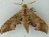  ( - BC ZSM Lep 44299)  @11 [ ] CreativeCommons - Attribution Non-Commercial Share-Alike (2011) Axel Hausmann/Bavarian State Collection of Zoology (ZSM) SNSB, Zoologische Staatssammlung Muenchen