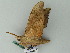  (Marumba sperchius - BC ZSM Lep 44300)  @12 [ ] CreativeCommons - Attribution Non-Commercial Share-Alike (2011) Axel Hausmann/Bavarian State Collection of Zoology (ZSM) SNSB, Zoologische Staatssammlung Muenchen