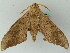  ( - BC ZSM Lep 44301)  @12 [ ] CreativeCommons - Attribution Non-Commercial Share-Alike (2011) Axel Hausmann/Bavarian State Collection of Zoology (ZSM) SNSB, Zoologische Staatssammlung Muenchen