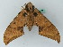  ( - BC ZSM Lep 44304)  @13 [ ] CreativeCommons - Attribution Non-Commercial Share-Alike (2011) Axel Hausmann/Bavarian State Collection of Zoology (ZSM) SNSB, Zoologische Staatssammlung Muenchen