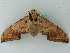  ( - BC ZSM Lep 44305)  @13 [ ] CreativeCommons - Attribution Non-Commercial Share-Alike (2011) Axel Hausmann/Bavarian State Collection of Zoology (ZSM) SNSB, Zoologische Staatssammlung Muenchen