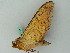  ( - BC ZSM Lep 44309)  @12 [ ] CreativeCommons - Attribution Non-Commercial Share-Alike (2011) Axel Hausmann/Bavarian State Collection of Zoology (ZSM) SNSB, Zoologische Staatssammlung Muenchen