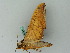  ( - BC ZSM Lep 44310)  @12 [ ] CreativeCommons - Attribution Non-Commercial Share-Alike (2011) Axel Hausmann/Bavarian State Collection of Zoology (ZSM) SNSB, Zoologische Staatssammlung Muenchen