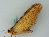  ( - BC ZSM Lep 44311)  @12 [ ] CreativeCommons - Attribution Non-Commercial Share-Alike (2011) Axel Hausmann/Bavarian State Collection of Zoology (ZSM) SNSB, Zoologische Staatssammlung Muenchen
