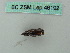  (Mesotype virgata - BC ZSM Lep 46192)  @11 [ ] CreativeCommons - Attribution Non-Commercial Share-Alike (2011) Axel Hausmann/Bavarian State Collection of Zoology (ZSM) SNSB, Zoologische Staatssammlung Muenchen