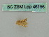  (Nebula schneideraria - BC ZSM Lep 46196)  @11 [ ] CreativeCommons - Attribution Non-Commercial Share-Alike (2011) Axel Hausmann/Bavarian State Collection of Zoology (ZSM) SNSB, Zoologische Staatssammlung Muenchen