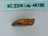  ( - BC ZSM Lep 46199)  @11 [ ] CreativeCommons - Attribution Non-Commercial Share-Alike (2011) Axel Hausmann/Bavarian State Collection of Zoology (ZSM) SNSB, Zoologische Staatssammlung Muenchen