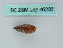  ( - BC ZSM Lep 46200)  @11 [ ] CreativeCommons - Attribution Non-Commercial Share-Alike (2011) Axel Hausmann/Bavarian State Collection of Zoology (ZSM) SNSB, Zoologische Staatssammlung Muenchen