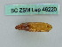  ( - BC ZSM Lep 46220)  @11 [ ] CreativeCommons - Attribution Non-Commercial Share-Alike (2011) Axel Hausmann/Bavarian State Collection of Zoology (ZSM) SNSB, Zoologische Staatssammlung Muenchen