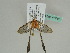  ( - BC ZSM Lep 47743)  @12 [ ] CreativeCommons - Attribution Non-Commercial Share-Alike (2011) Axel Hausmann/Bavarian State Collection of Zoology (ZSM) SNSB, Zoologische Staatssammlung Muenchen