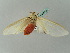  ( - BC ZSM Lep 49784)  @13 [ ] CreativeCommons - Attribution Non-Commercial Share-Alike (2011) Axel Hausmann/Bavarian State Collection of Zoology (ZSM) SNSB, Zoologische Staatssammlung Muenchen