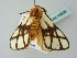  ( - BC ZSM Lep 49809)  @11 [ ] CreativeCommons - Attribution Non-Commercial Share-Alike (2011) Axel Hausmann/Bavarian State Collection of Zoology (ZSM) SNSB, Zoologische Staatssammlung Muenchen
