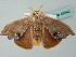  ( - BC ZSM Lep 49940)  @13 [ ] CreativeCommons - Attribution Non-Commercial Share-Alike (2011) Axel Hausmann/Bavarian State Collection of Zoology (ZSM) SNSB, Zoologische Staatssammlung Muenchen