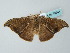  ( - BC ZSM Lep 49941)  @12 [ ] CreativeCommons - Attribution Non-Commercial Share-Alike (2011) Axel Hausmann/Bavarian State Collection of Zoology (ZSM) SNSB, Zoologische Staatssammlung Muenchen