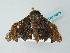  ( - BC ZSM Lep 49972)  @12 [ ] CreativeCommons - Attribution Non-Commercial Share-Alike (2011) Axel Hausmann/Bavarian State Collection of Zoology (ZSM) SNSB, Zoologische Staatssammlung Muenchen