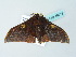  ( - BC ZSM Lep 49973)  @13 [ ] CreativeCommons - Attribution Non-Commercial Share-Alike (2011) Axel Hausmann/Bavarian State Collection of Zoology (ZSM) SNSB, Zoologische Staatssammlung Muenchen