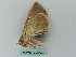  ( - BC ZSM Lep 53442)  @12 [ ] CreativeCommons - Attribution Non-Commercial Share-Alike (2011) Axel Hausmann/Bavarian State Collection of Zoology (ZSM) SNSB, Zoologische Staatssammlung Muenchen