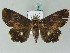  ( - BC ZSM Lep 53445)  @14 [ ] CreativeCommons - Attribution Non-Commercial Share-Alike (2011) Axel Hausmann/Bavarian State Collection of Zoology (ZSM) SNSB, Zoologische Staatssammlung Muenchen