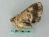  ( - BC ZSM Lep 53445)  @12 [ ] CreativeCommons - Attribution Non-Commercial Share-Alike (2011) Axel Hausmann/Bavarian State Collection of Zoology (ZSM) SNSB, Zoologische Staatssammlung Muenchen