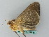  ( - BC ZSM Lep 53446)  @13 [ ] CreativeCommons - Attribution Non-Commercial Share-Alike (2011) Axel Hausmann/Bavarian State Collection of Zoology (ZSM) SNSB, Zoologische Staatssammlung Muenchen