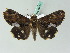  ( - BC ZSM Lep 53447)  @14 [ ] CreativeCommons - Attribution Non-Commercial Share-Alike (2011) Axel Hausmann/Bavarian State Collection of Zoology (ZSM) SNSB, Zoologische Staatssammlung Muenchen
