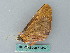  ( - BC ZSM Lep 53452)  @12 [ ] CreativeCommons - Attribution Non-Commercial Share-Alike (2011) Axel Hausmann/Bavarian State Collection of Zoology (ZSM) SNSB, Zoologische Staatssammlung Muenchen