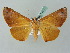  ( - BC ZSM Lep 53453)  @12 [ ] CreativeCommons - Attribution Non-Commercial Share-Alike (2011) Axel Hausmann/Bavarian State Collection of Zoology (ZSM) SNSB, Zoologische Staatssammlung Muenchen