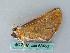  ( - BC ZSM Lep 53453)  @12 [ ] CreativeCommons - Attribution Non-Commercial Share-Alike (2011) Axel Hausmann/Bavarian State Collection of Zoology (ZSM) SNSB, Zoologische Staatssammlung Muenchen