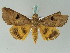  ( - BC ZSM Lep 53454)  @13 [ ] CreativeCommons - Attribution Non-Commercial Share-Alike (2011) Axel Hausmann/Bavarian State Collection of Zoology (ZSM) SNSB, Zoologische Staatssammlung Muenchen