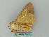  ( - BC ZSM Lep 53454)  @12 [ ] CreativeCommons - Attribution Non-Commercial Share-Alike (2011) Axel Hausmann/Bavarian State Collection of Zoology (ZSM) SNSB, Zoologische Staatssammlung Muenchen