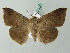  (Ericeia WS01Th - BC ZSM Lep 53455)  @12 [ ] CreativeCommons - Attribution Non-Commercial Share-Alike (2011) Axel Hausmann/Bavarian State Collection of Zoology (ZSM) SNSB, Zoologische Staatssammlung Muenchen
