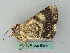  ( - BC ZSM Lep 53458)  @12 [ ] CreativeCommons - Attribution Non-Commercial Share-Alike (2011) Axel Hausmann/Bavarian State Collection of Zoology (ZSM) SNSB, Zoologische Staatssammlung Muenchen
