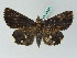  ( - BC ZSM Lep 53459)  @14 [ ] CreativeCommons - Attribution Non-Commercial Share-Alike (2011) Axel Hausmann/Bavarian State Collection of Zoology (ZSM) SNSB, Zoologische Staatssammlung Muenchen