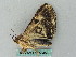 ( - BC ZSM Lep 53459)  @12 [ ] CreativeCommons - Attribution Non-Commercial Share-Alike (2011) Axel Hausmann/Bavarian State Collection of Zoology (ZSM) SNSB, Zoologische Staatssammlung Muenchen