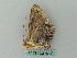  ( - BC ZSM Lep 53464)  @13 [ ] CreativeCommons - Attribution Non-Commercial Share-Alike (2011) Axel Hausmann/Bavarian State Collection of Zoology (ZSM) SNSB, Zoologische Staatssammlung Muenchen