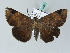  ( - BC ZSM Lep 53465)  @14 [ ] CreativeCommons - Attribution Non-Commercial Share-Alike (2011) Axel Hausmann/Bavarian State Collection of Zoology (ZSM) SNSB, Zoologische Staatssammlung Muenchen