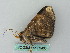  ( - BC ZSM Lep 53465)  @13 [ ] CreativeCommons - Attribution Non-Commercial Share-Alike (2011) Axel Hausmann/Bavarian State Collection of Zoology (ZSM) SNSB, Zoologische Staatssammlung Muenchen