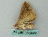  ( - BC ZSM Lep 53475)  @12 [ ] CreativeCommons - Attribution Non-Commercial Share-Alike (2011) Axel Hausmann/Bavarian State Collection of Zoology (ZSM) SNSB, Zoologische Staatssammlung Muenchen
