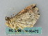  ( - BC ZSM Lep 53479)  @13 [ ] CreativeCommons - Attribution Non-Commercial Share-Alike (2011) Axel Hausmann/Bavarian State Collection of Zoology (ZSM) SNSB, Zoologische Staatssammlung Muenchen