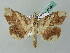  ( - BC ZSM Lep 53481)  @13 [ ] CreativeCommons - Attribution Non-Commercial Share-Alike (2011) Axel Hausmann/Bavarian State Collection of Zoology (ZSM) SNSB, Zoologische Staatssammlung Muenchen