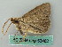  ( - BC ZSM Lep 53482)  @12 [ ] CreativeCommons - Attribution Non-Commercial Share-Alike (2011) Axel Hausmann/Bavarian State Collection of Zoology (ZSM) SNSB, Zoologische Staatssammlung Muenchen