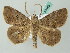  ( - BC ZSM Lep 53483)  @13 [ ] CreativeCommons - Attribution Non-Commercial Share-Alike (2011) Axel Hausmann/Bavarian State Collection of Zoology (ZSM) SNSB, Zoologische Staatssammlung Muenchen