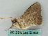  ( - BC ZSM Lep 53483)  @12 [ ] CreativeCommons - Attribution Non-Commercial Share-Alike (2011) Axel Hausmann/Bavarian State Collection of Zoology (ZSM) SNSB, Zoologische Staatssammlung Muenchen