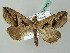  ( - BC ZSM Lep 53484)  @13 [ ] CreativeCommons - Attribution Non-Commercial Share-Alike (2011) Axel Hausmann/Bavarian State Collection of Zoology (ZSM) SNSB, Zoologische Staatssammlung Muenchen