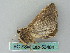  ( - BC ZSM Lep 53484)  @12 [ ] CreativeCommons - Attribution Non-Commercial Share-Alike (2011) Axel Hausmann/Bavarian State Collection of Zoology (ZSM) SNSB, Zoologische Staatssammlung Muenchen