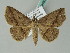  ( - BC ZSM Lep 53485)  @12 [ ] CreativeCommons - Attribution Non-Commercial Share-Alike (2011) Axel Hausmann/Bavarian State Collection of Zoology (ZSM) SNSB, Zoologische Staatssammlung Muenchen